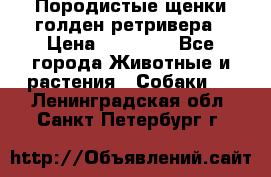 Породистые щенки голден ретривера › Цена ­ 25 000 - Все города Животные и растения » Собаки   . Ленинградская обл.,Санкт-Петербург г.